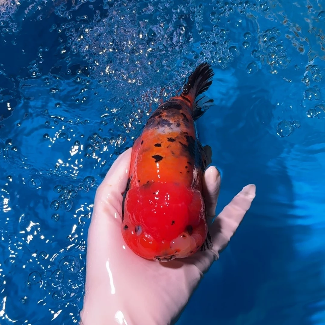 金鱼类不分公母18