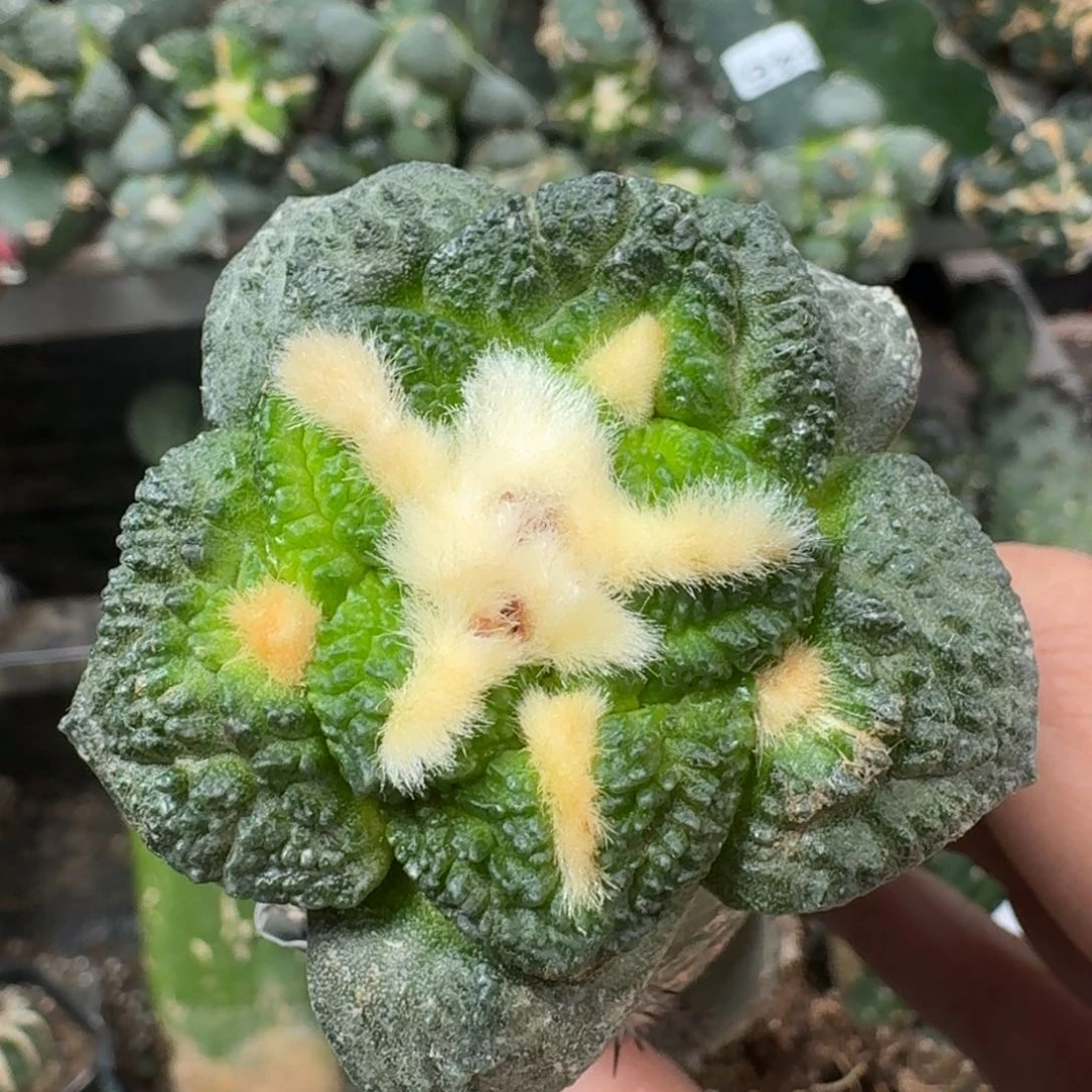 【闪购商品】无花朵哥斯拉龟甲牡丹501