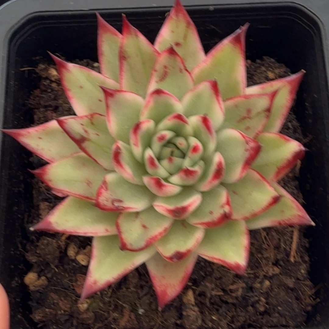 吉塞尔 安吉园艺锦