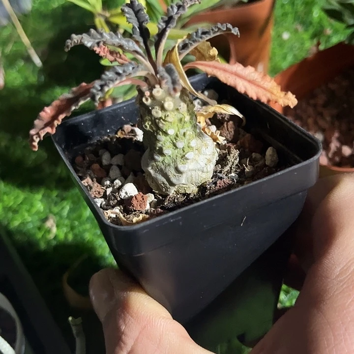 椰子流桑zzzzzzzzzzz