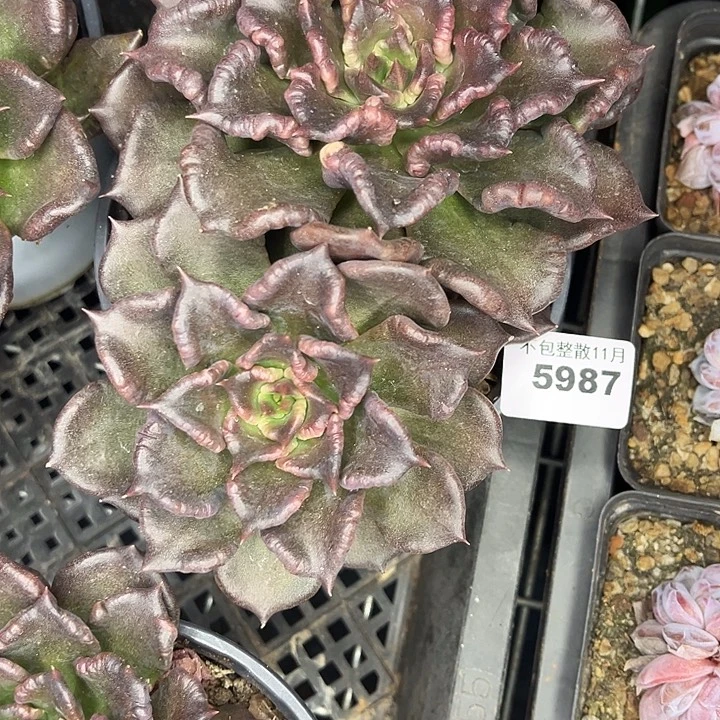 阿雅园艺。        5987黑水晶