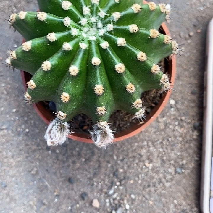 马丙4公分左右仙人球357888