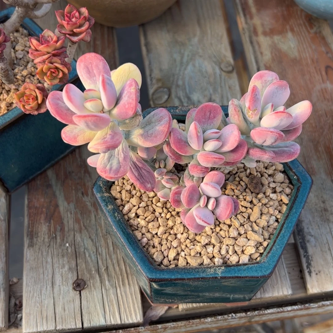 玛***卡福娘锦有伤18 零零多肉植物