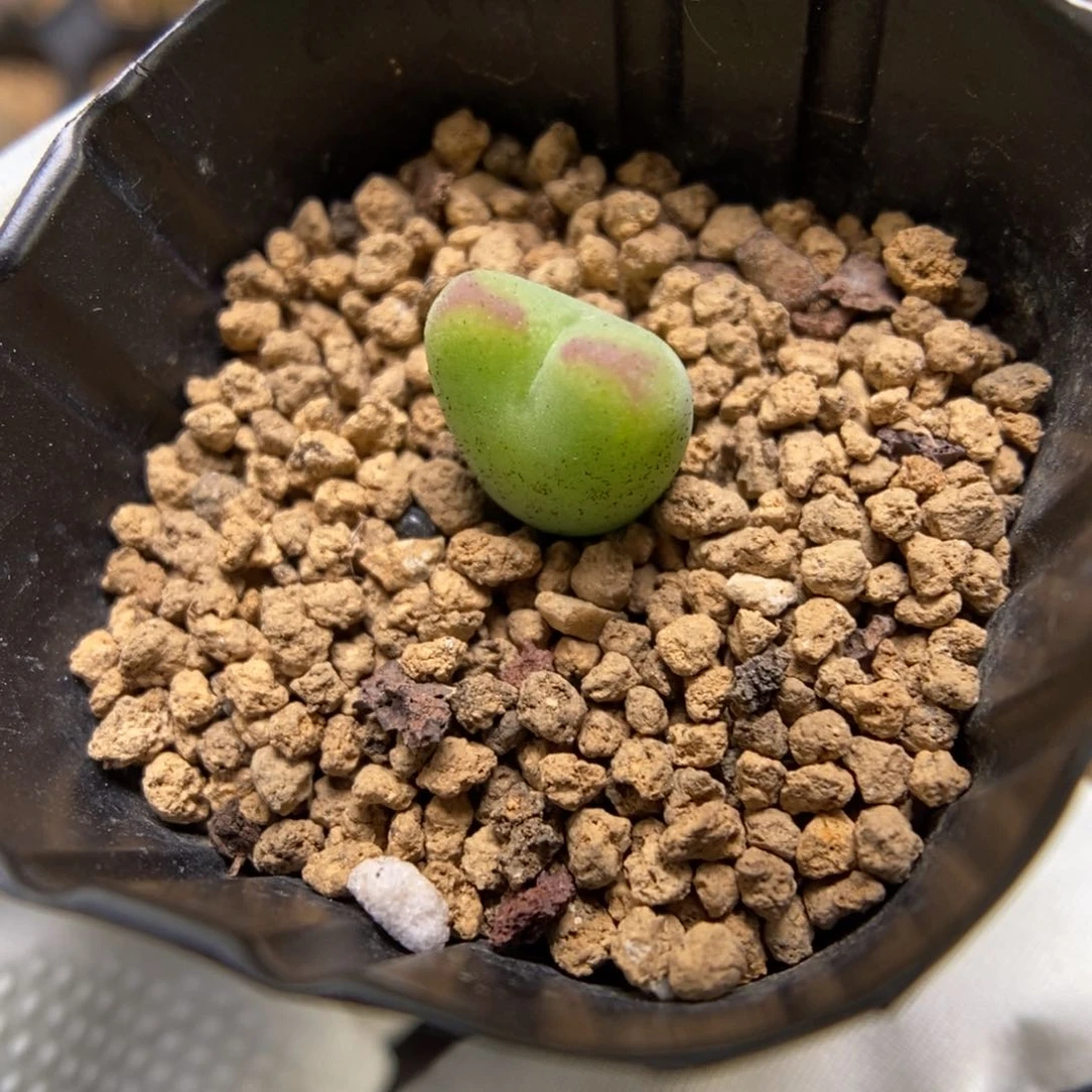 多肉植物肉锥杂交K-3595 将杂 悬浮纹