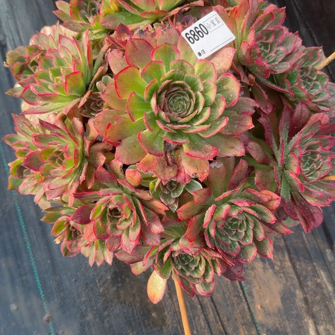 简****36860莲花座多肉多肉