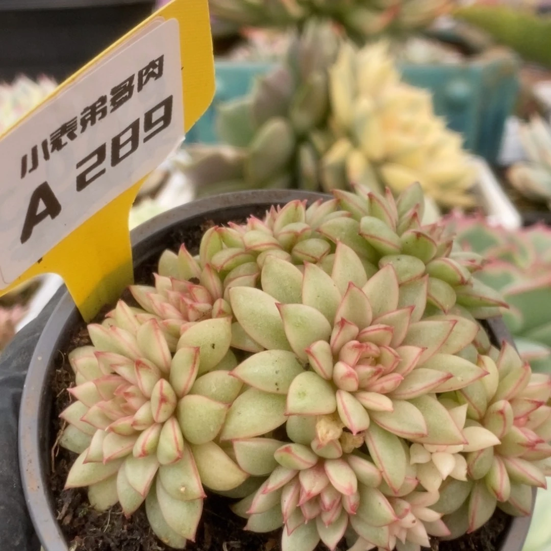 289黄金雨锦锦锦锦锦锦