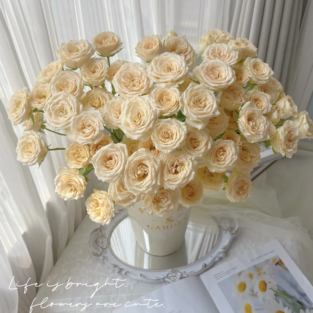 两单包邮！多头和风10支（20%不售后）