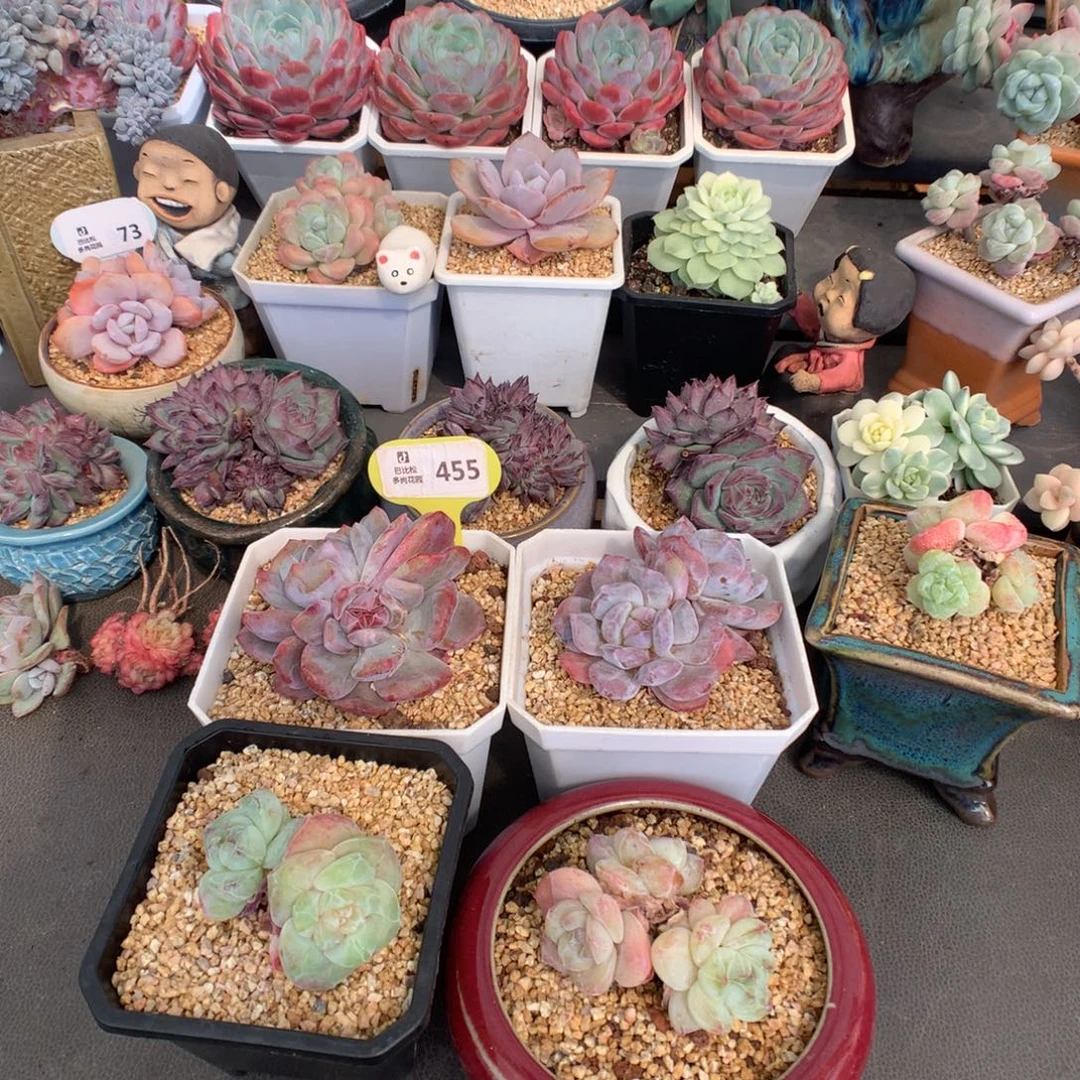 会***年330 冰玉石化多肉