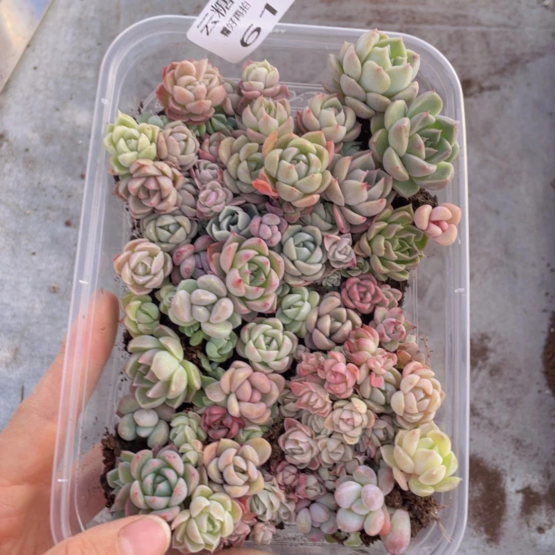 云糖心多肉植物612