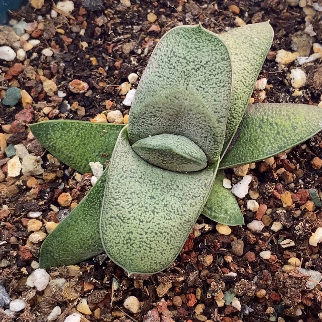 不带盆脱土裸根发货