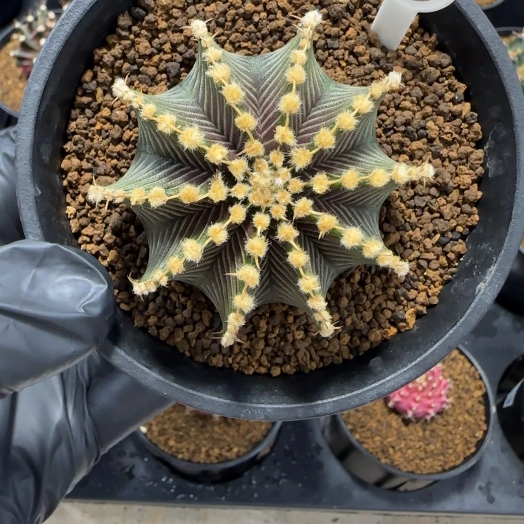 3号泰系实生密纹肋骨9r001