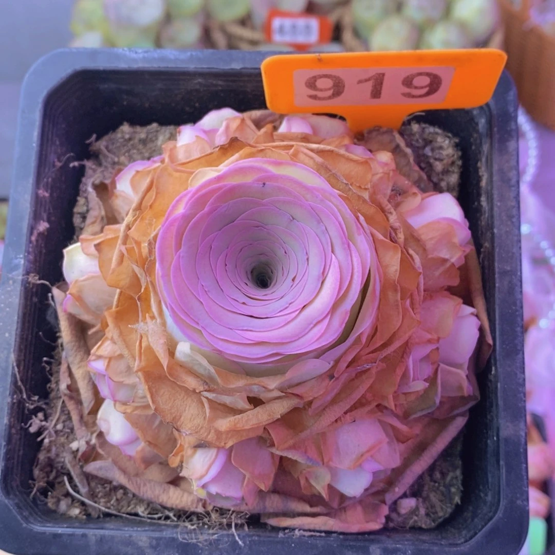 山地玫瑰一物一拍919