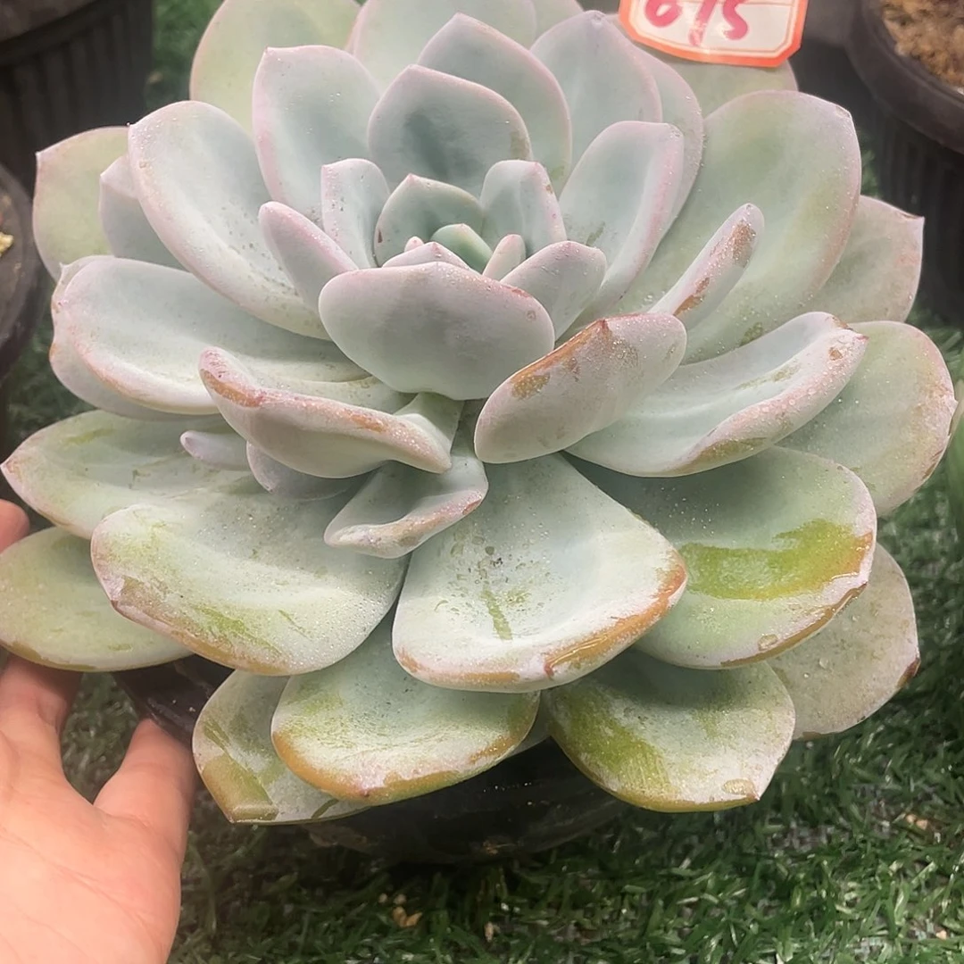075一物一一拍一拍