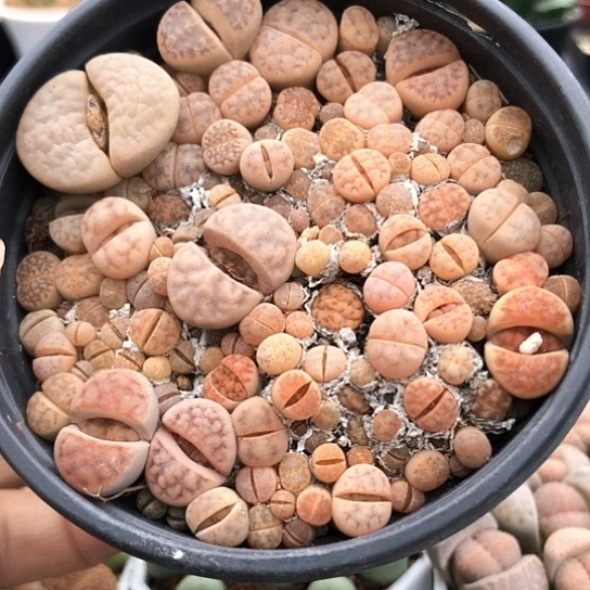 5929，9厘米盆小苗花纹