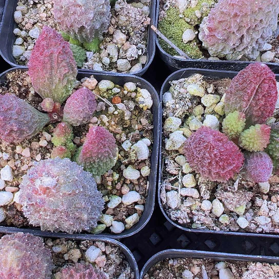 朱子玉19包邮多肉植物
