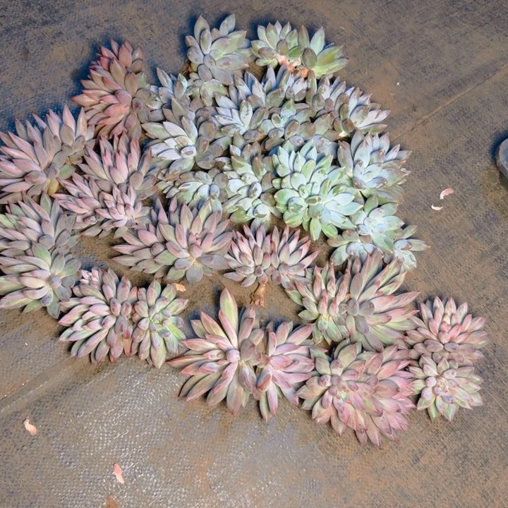 一颗哥特一颗虞美人福利111111111111