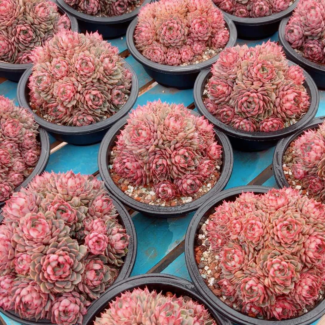 玫瑰夫人多肉植物