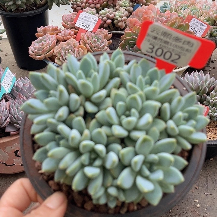 3002七彩大叶奶糖。