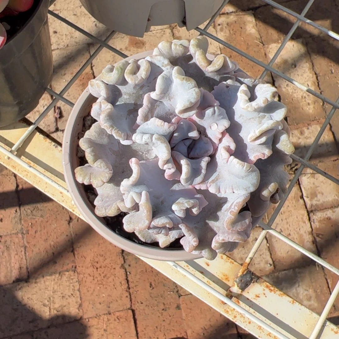 白饺子皮 优惠3元