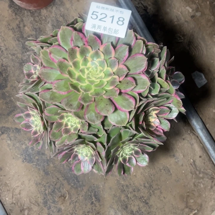 5218粉花妖的的多肉的
