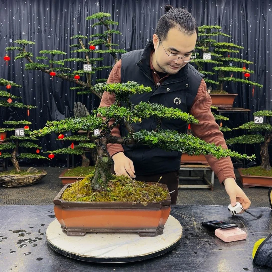 松树柏树造型盆景