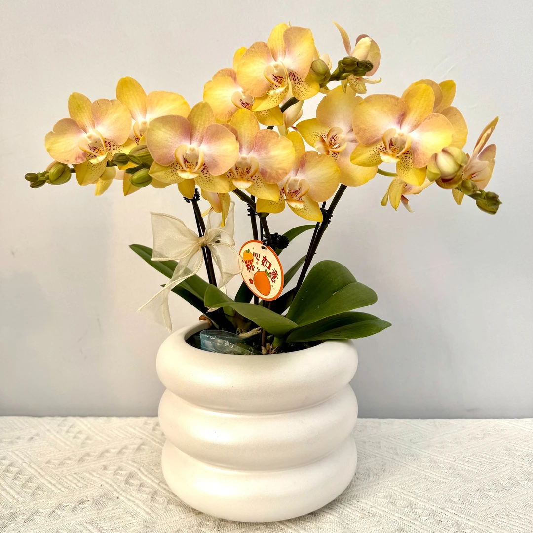 蝴蝶兰【哈密瓜】稀有色系植株室内礼品花高端绿植花卉小众品种4