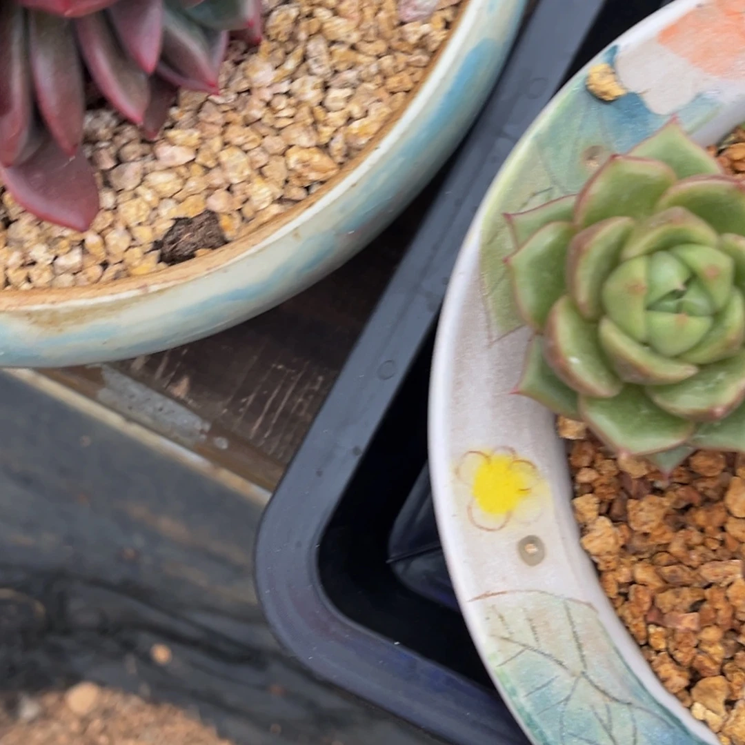 d***q小姐姐的多肉植物群生充值