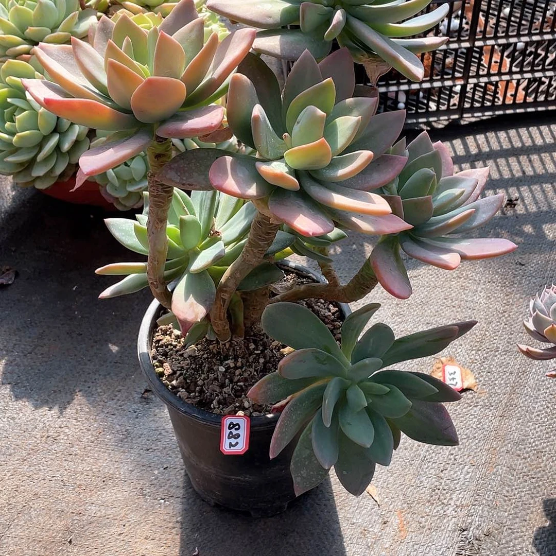 882芒果美人 一物一拍多肉