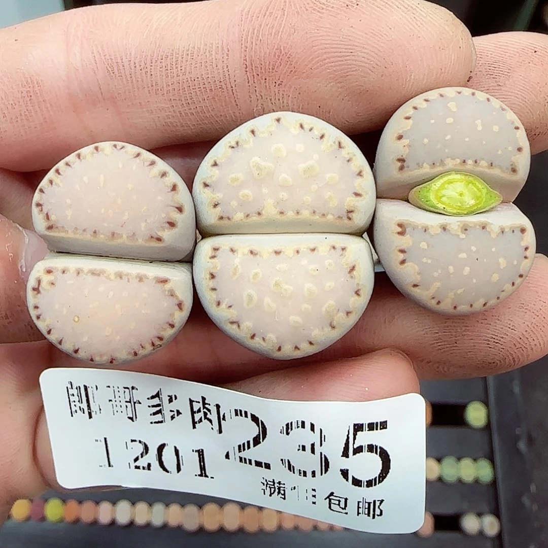 满满18包邮1201-235