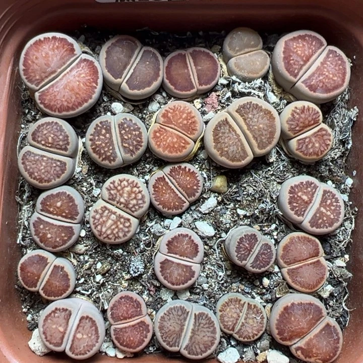 【闪购商品】701……