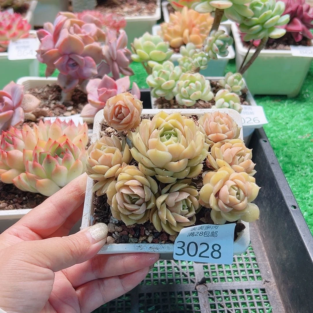 多肉一物一拍植物3028