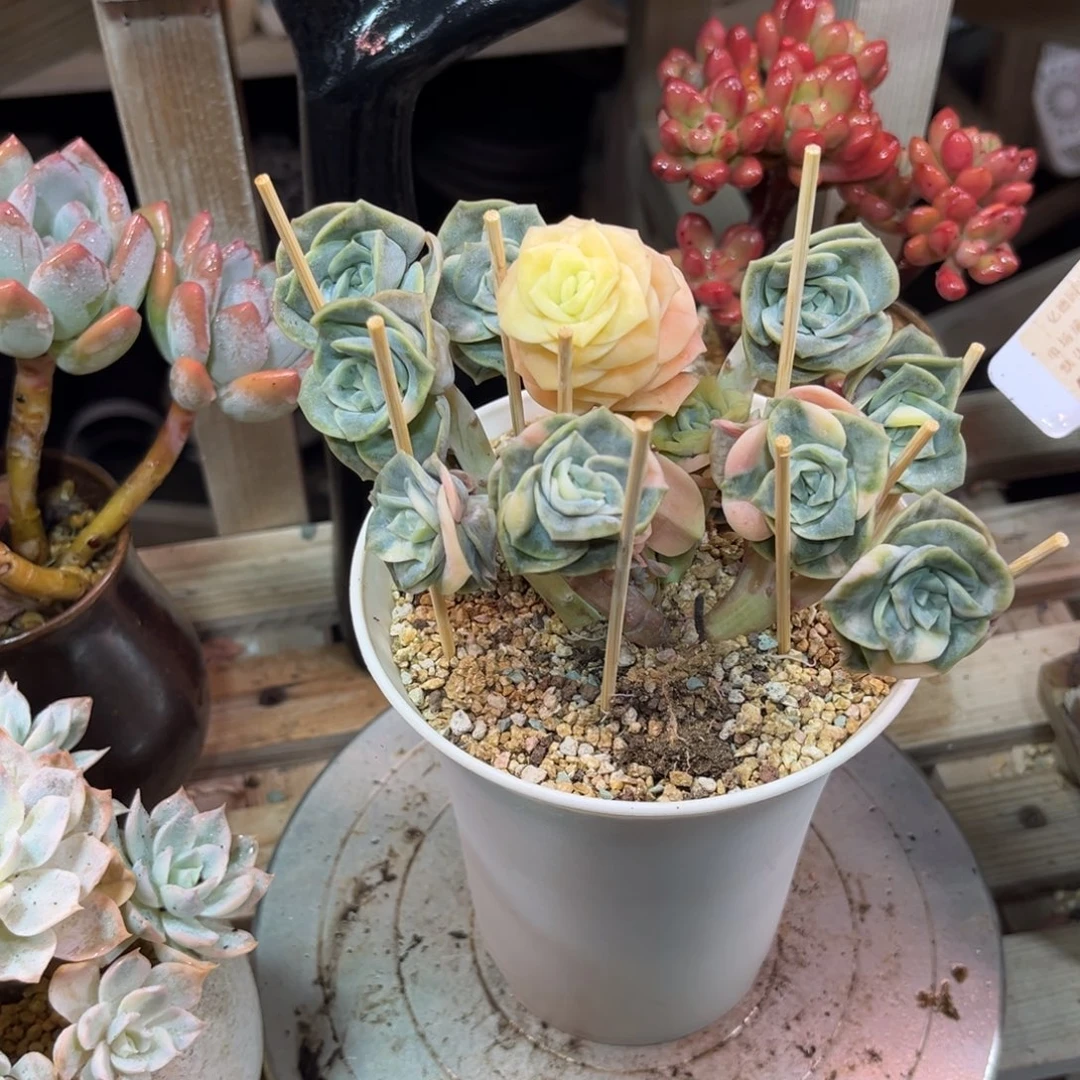 可爱玫瑰锦多肉植物ruyunm