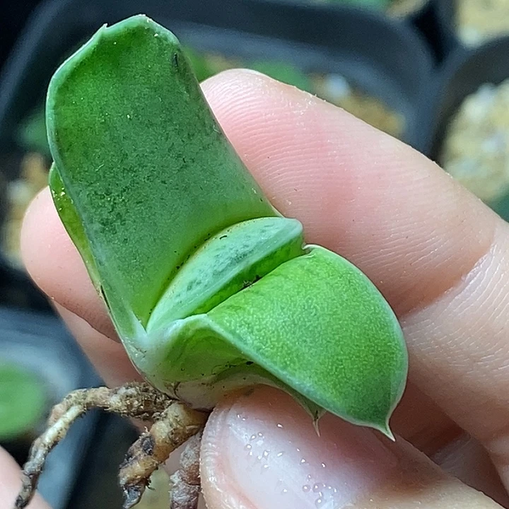 不带盆脱土裸根发货