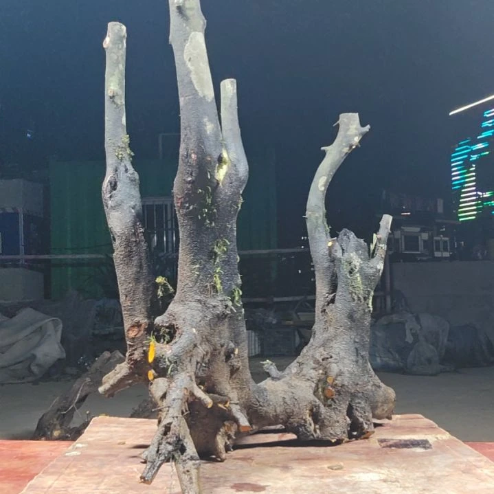 无花朵小乔金弹子当前无花果