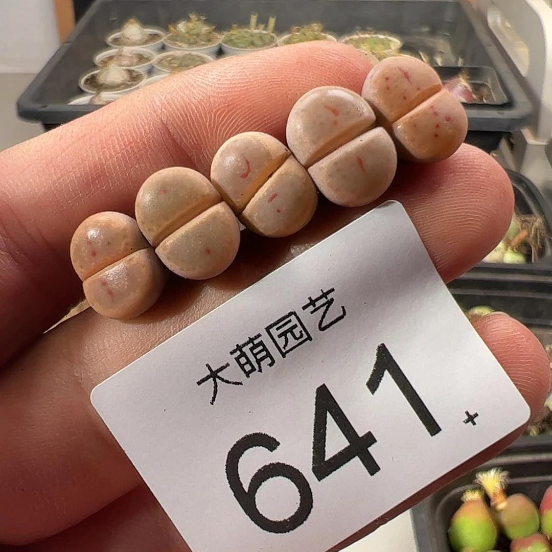 一物一拍。      641