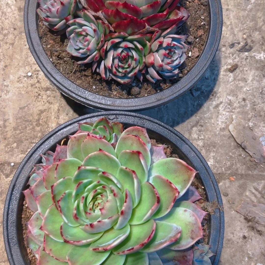 绣***阁惊红多肉1334568887643