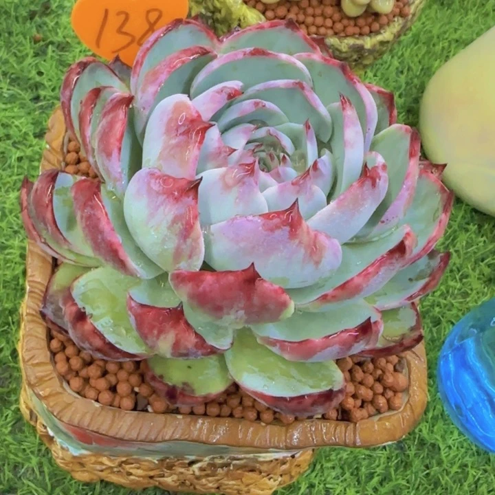 水*儿138多肉植物一物一拍