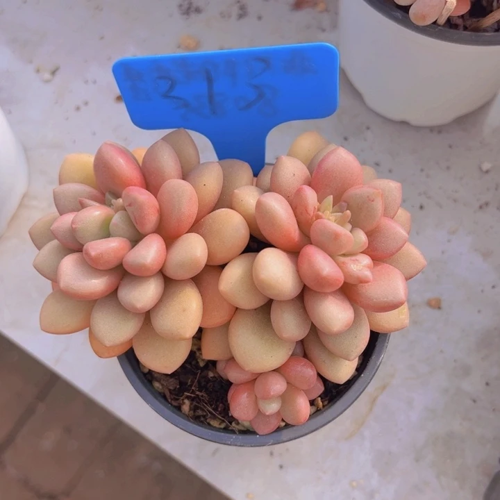 健健康康平平安安