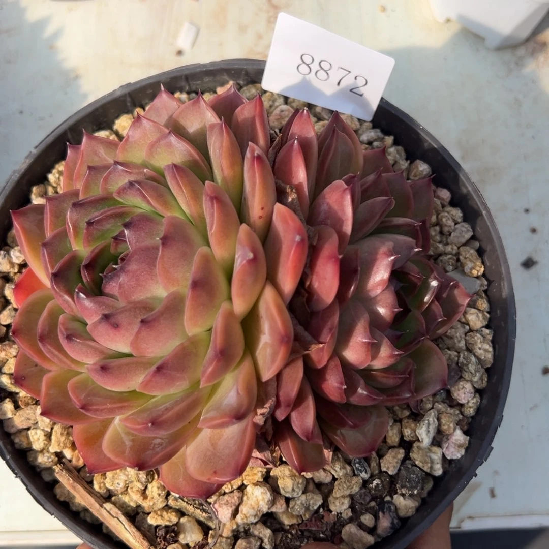 随**风8872多肉多多的地方