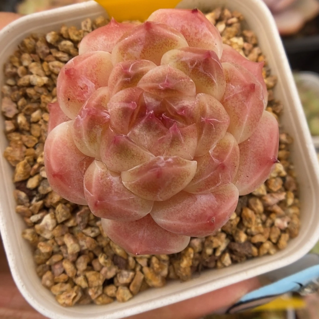 糖心粉魄450号。