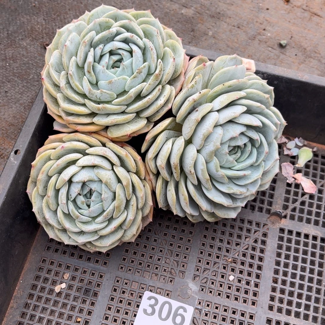 306号新疆西藏内蒙古不包邮