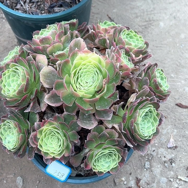 158奶白多肉植物
