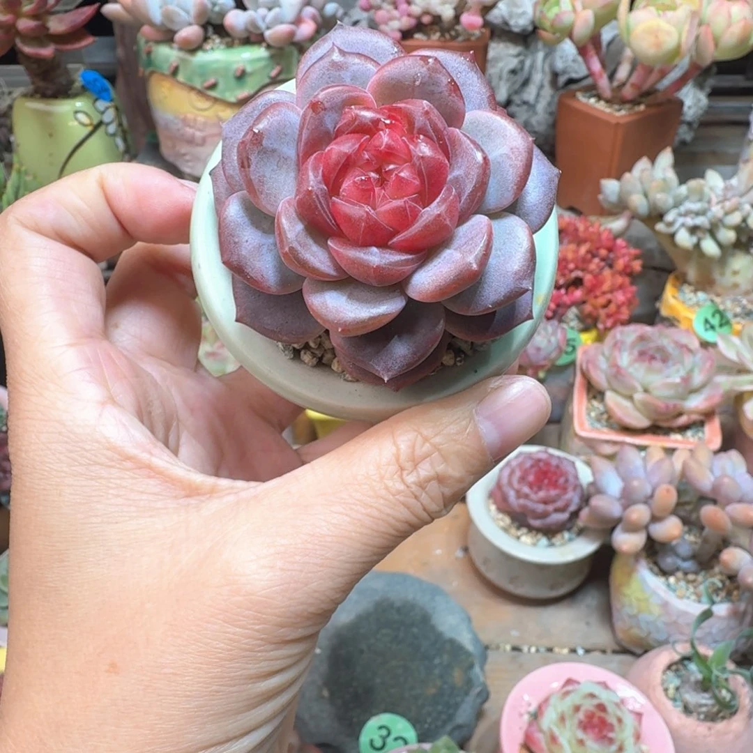 君****红曦珍妮 多肉含盆土 一物一拍