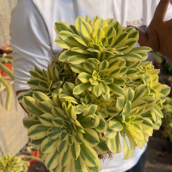 28.8迈巴赫一棵包邮