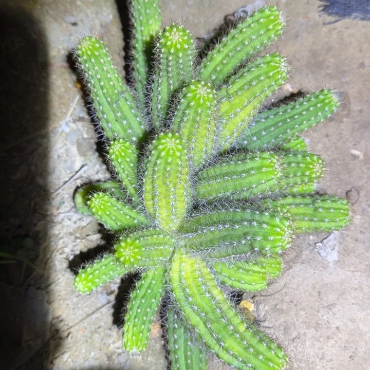 白檀仙人掌681群生528