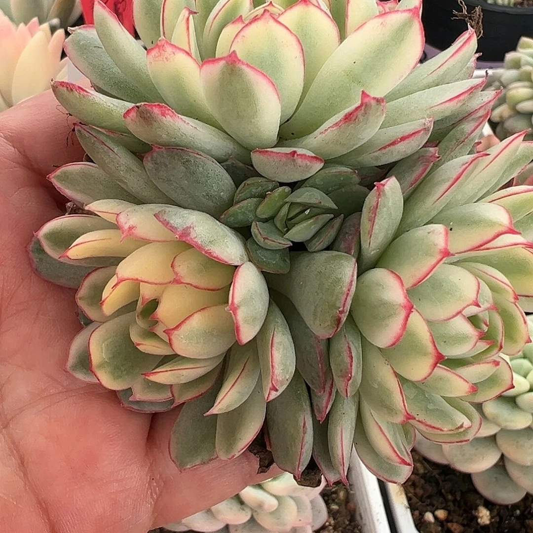 梦幻玫瑰锦群生多肉