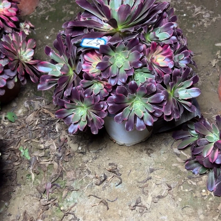 多肉植物金丝法师57