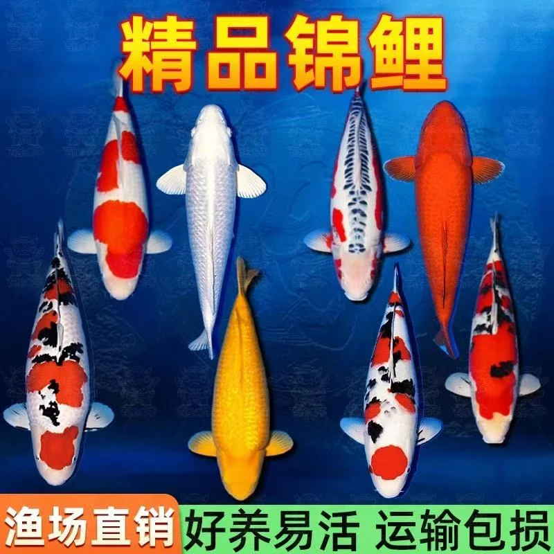 纯血统鱼一物一拍