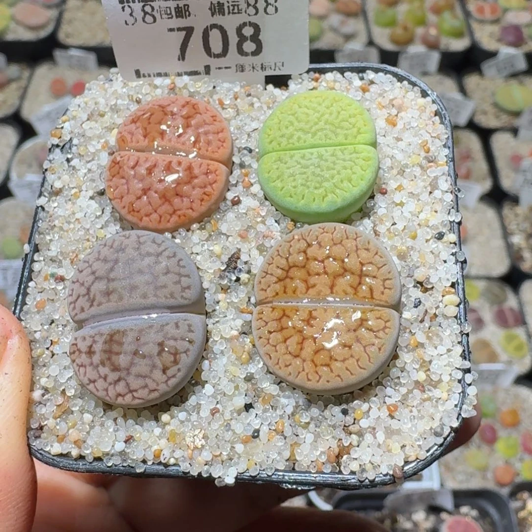Sss精品清货价708