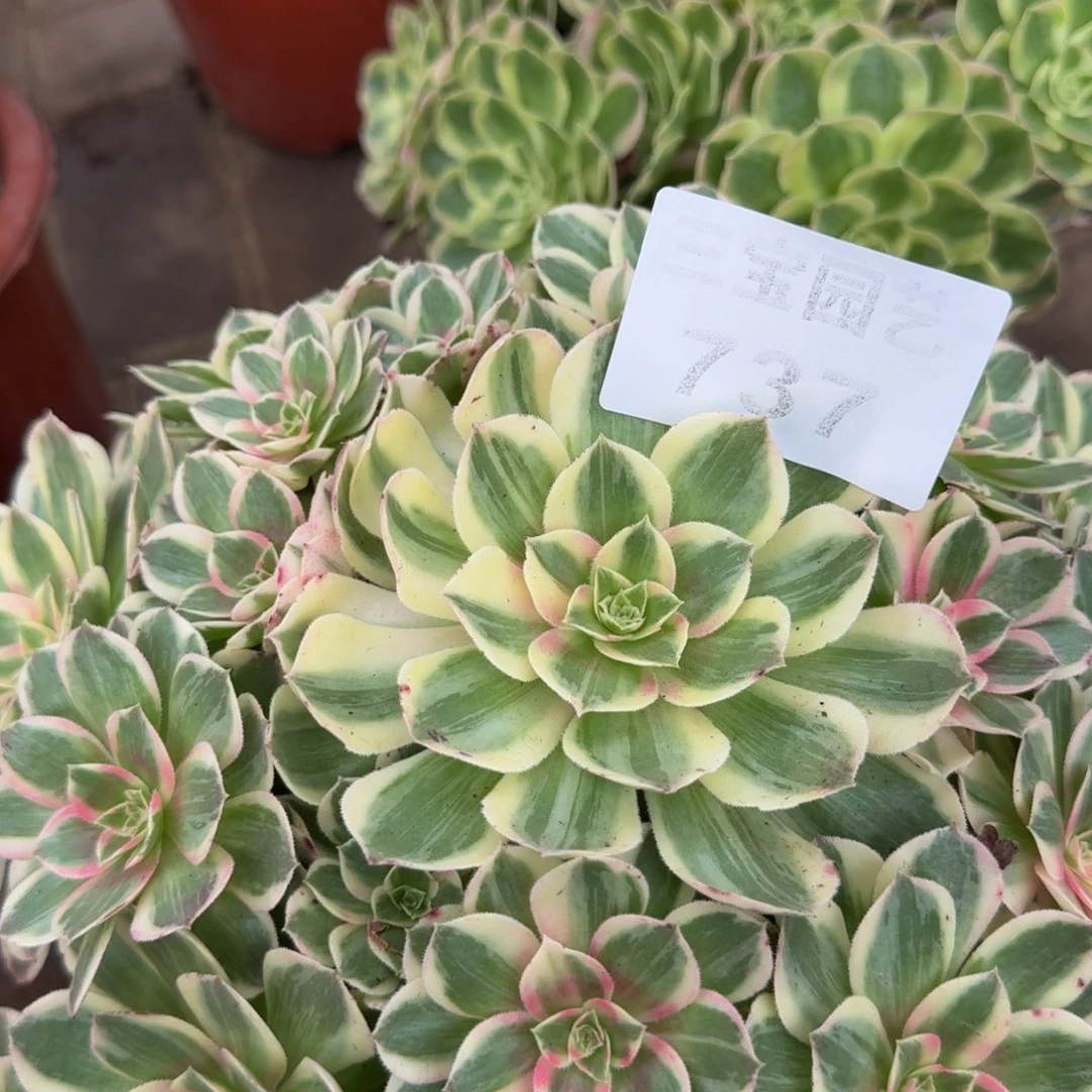 飞***师多肉植物737余芙蓉